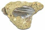 Fossil Triceratops Tooth in Sandstone - Wyoming #379855-1